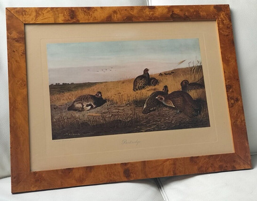 Archibald thorburn partridge - archibald,