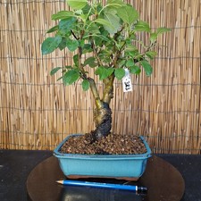 Bonsai melo 39cm visita - bonsai,