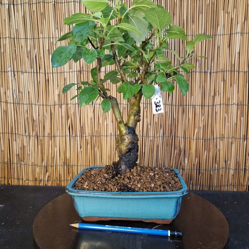 Bonsai melo 39cm - di,