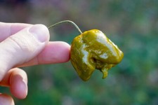 10 SEMI PEPERONCINO PEPPER X