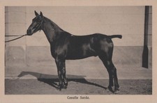 Animali:  Cavallo Sardo