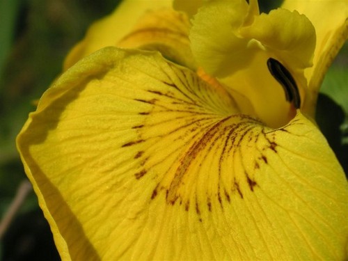 Photo 6x4 iris pseudacorus - iris,