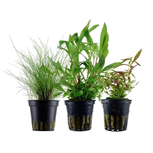 Piante set con - piante,