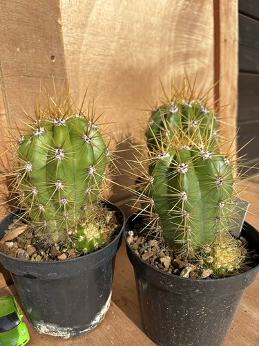 Cereus candicans cactus - candicans,