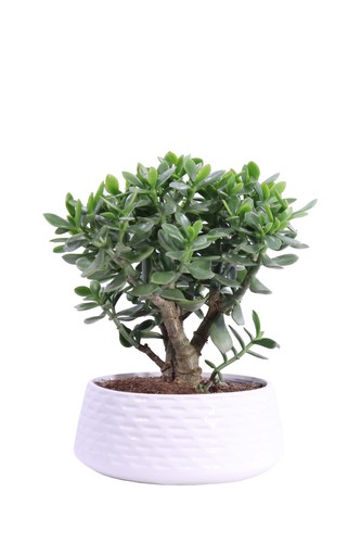 Pianta vera crassula - di, ovata
