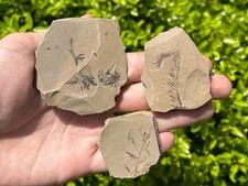 Foglie di Metasequoia fossile