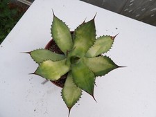 Agave cupreata variegata rare