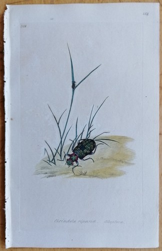 Rara stampa colorata - , cicindela