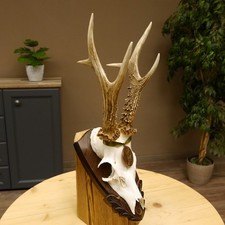 Corna di Cervo Medaillenklasse