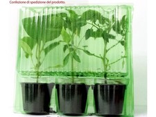 3 PIANTE IN VASO Ø10CM DI