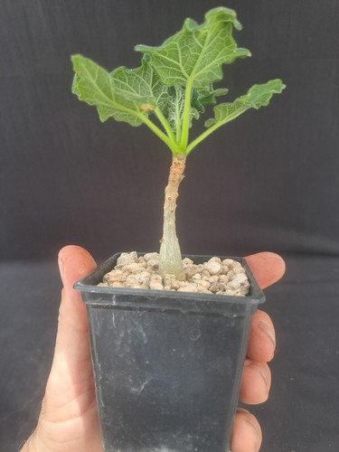Uncarina roeoesliana