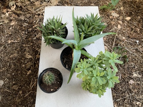 Set cactus succulente - set,