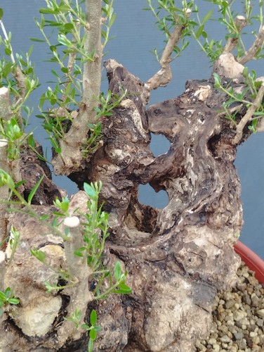 Bonsai olivastro 30x27cm - 30x27cm, in