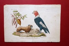 Incisione Originale Simia Leonina il Condor Migliavacca Metà '800 