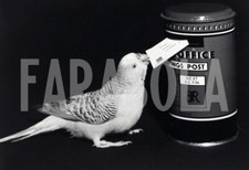 Foto vintage Regno Unito