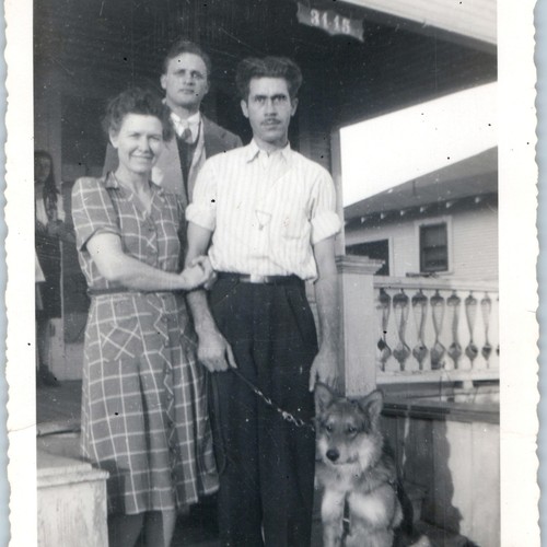 C1940s carino pastore tedesco - pastore,
