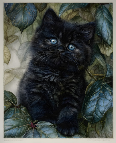 Stampa gattino nero occhi