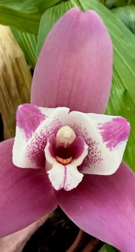 Lycaste liberty passion nuovo - liberty,