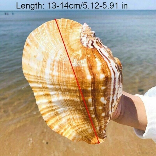 Conchiglia natural ellobium - natural,