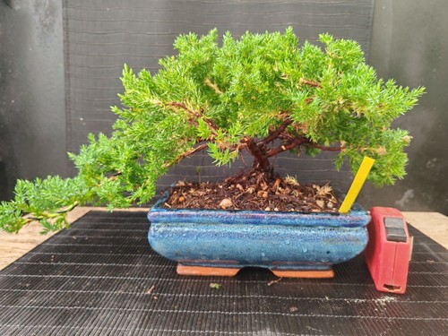 Bonsai ginepro procumbenz - bonsai,