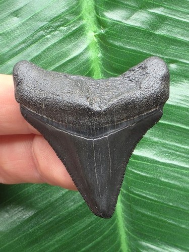 Dente nero del megalodonte - , 4,6