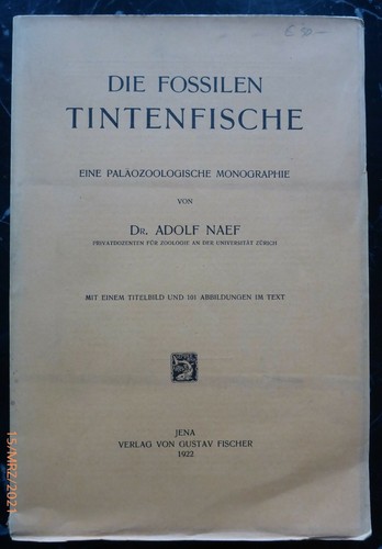 Naef i calamari - i,