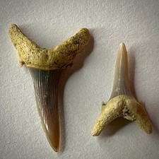 Dente di squalo tigre sabbia