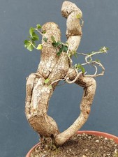 Pre-Bonsai Di Edrera