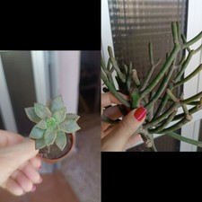 Euphorbia tirucalli recién - euphorbia,
