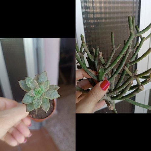 Euphorbia tirucalli recién - euphorbia,