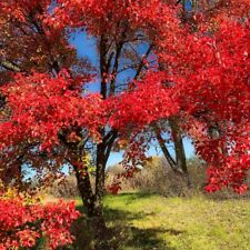Nyssa Sylvatica TUPELO NERO GOMMA NERA foglie ROSSE in vaso 16/18 cm FOTO REALE