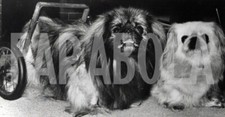 Foto vintage Animali, due cuccioli di cane pechinese, stampa 21 x 15 cm
