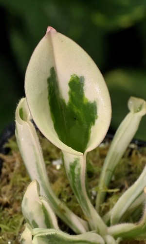 Heliamphora flamingo small - heliamphora,
