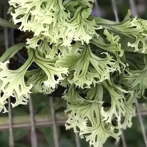 Microsorum fireworks - microsorum,