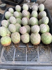 Pianta di Cactus Succulento