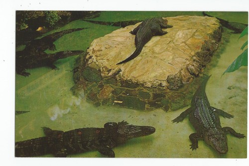 Cartolina alligatori - cartolina:,