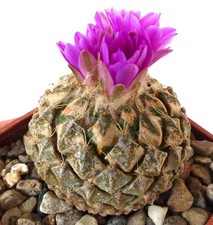 Pelecyphora strobiliformis SEEDS - PES3 - SEMI di Cactus Raro