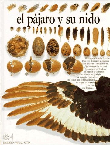 Pajaro su nido - el,