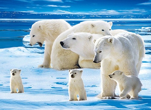 Famiglia orso polare stampa - famiglia,