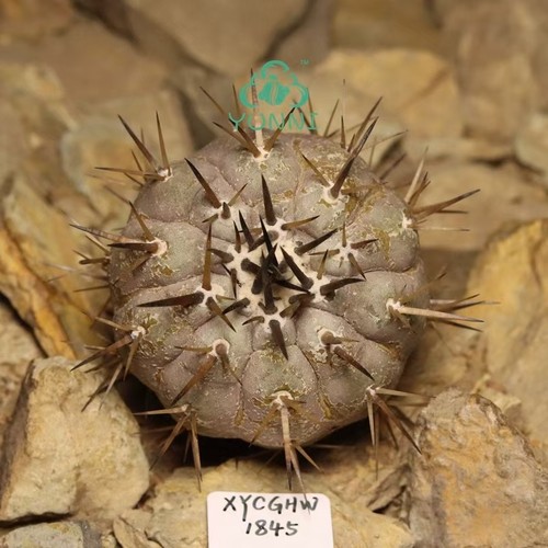 Copiapoa cinerea - cm,