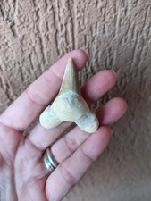 Fossili dente di squalo - fossili,