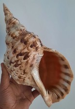 Curiosité taxidermie - curiosité, ,