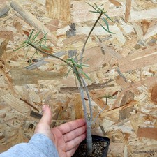 Euphorbia balsamifera Vaso 8