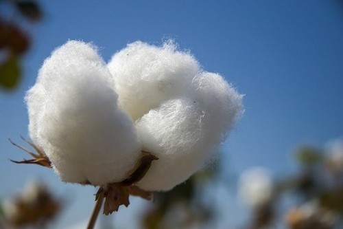 Gossypium hirsutum cotone - gossypium,