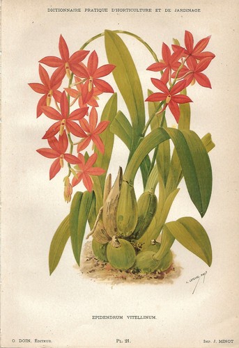 Botanica epidendrum vitellinum - botanica,