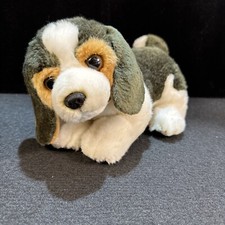 Aurora Miyoni Beagle Cucciolo