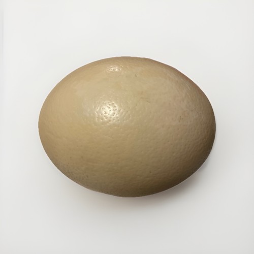 Ostrich egg shell for - ostrich,