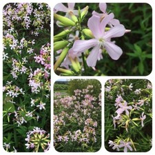 Sapone erba saponaria - sapone,