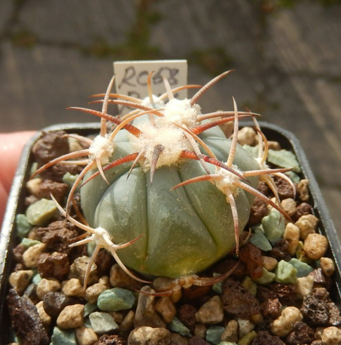 Echinocactus horizonthalonius