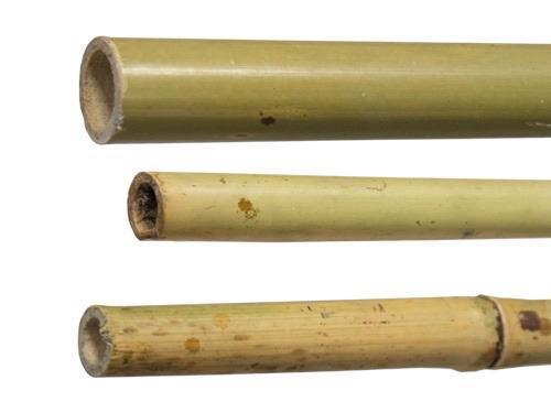 Canne canna di bamboo - di,